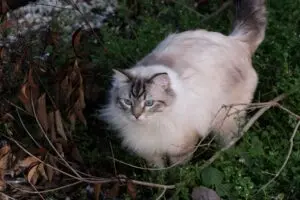 13 rase de pisici care par creaturi din pădure