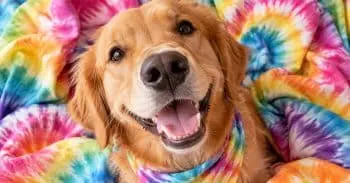 15 piese tie-dye pentru câini: stil retro, confort zilnic