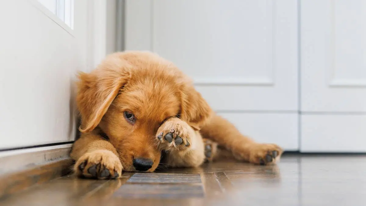 Pui de Golden Retriever se ascunde de aspirator: clip viral