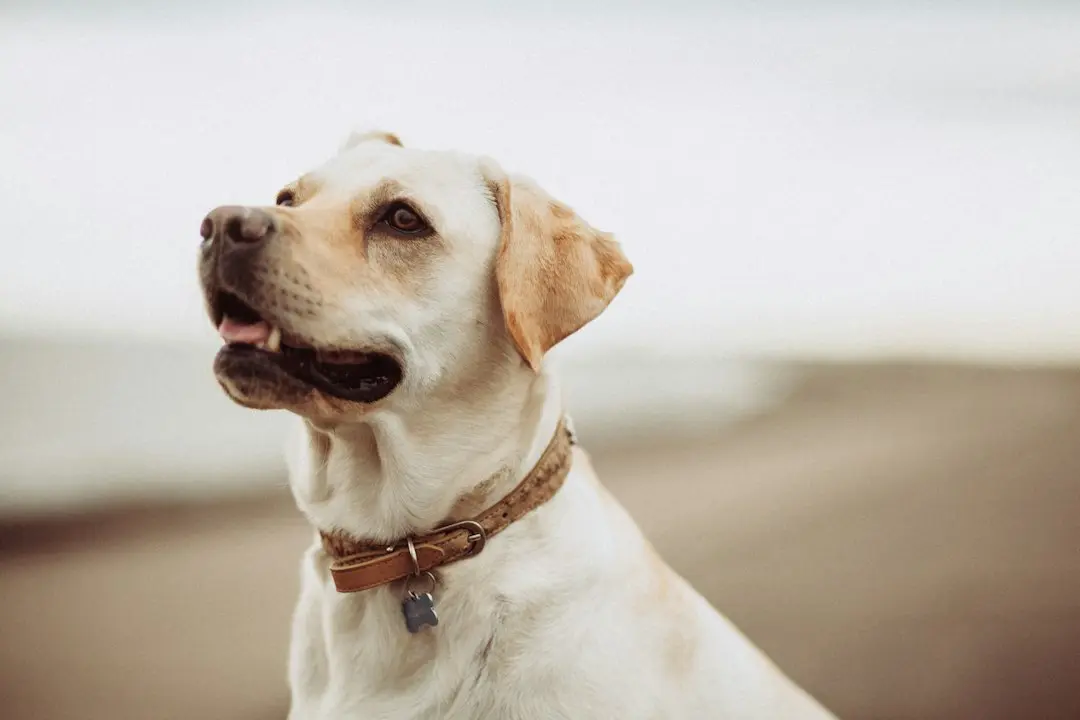 O mamă și fiica ei labrador care par gemene uimesc internetul