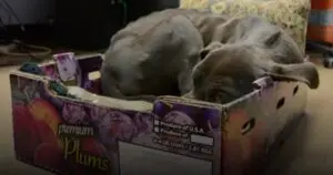 Un pit bull părăsit refuză să iasă dintr-o cutie de coacaze