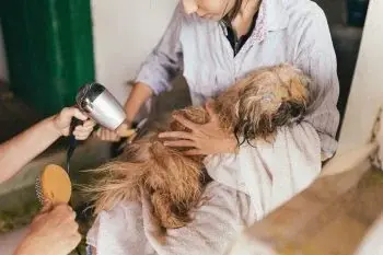 Adio, păr de animale! Cele mai bune aspiratoare robot pentru stăpânii de patrupede