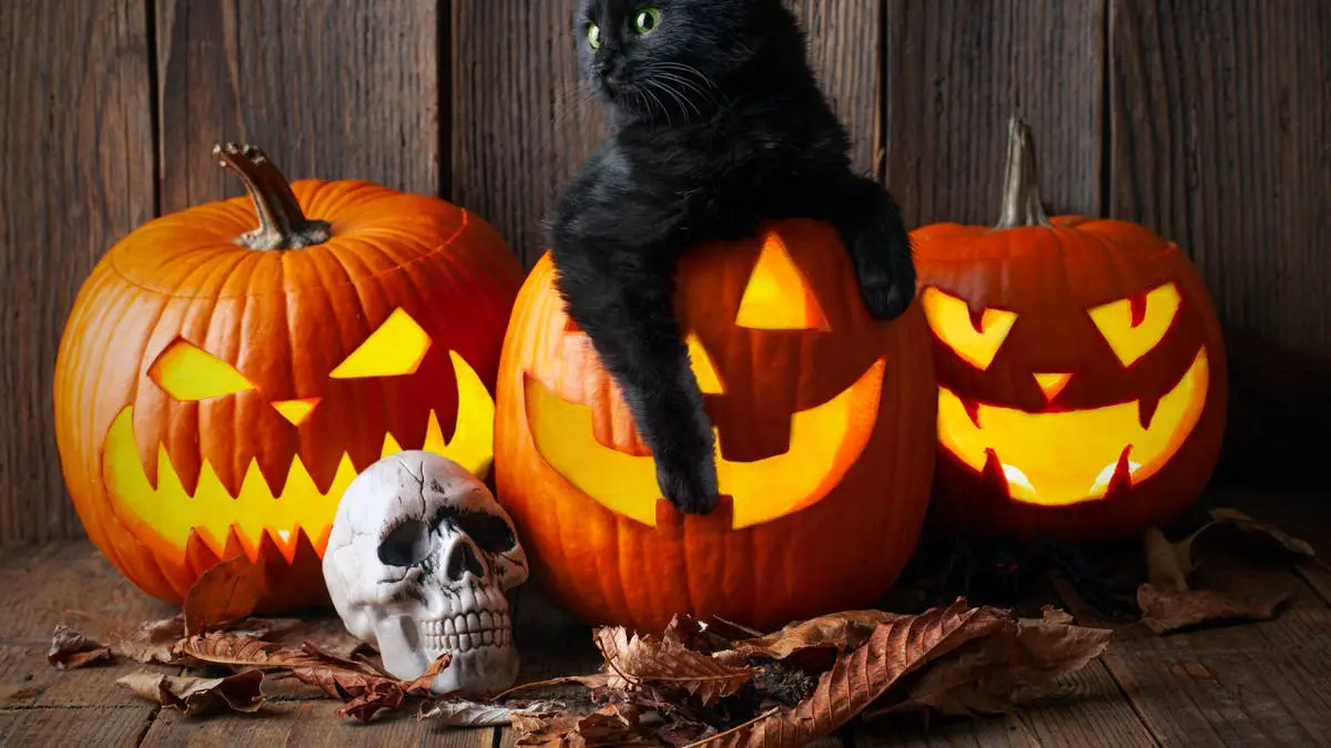 Pisica neagră a găsit ascunzătoarea perfectă pentru Halloween