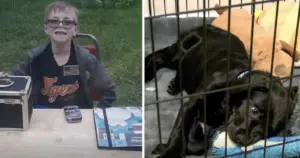 Băiat de 8 ani vinde cărți Pokémon pentru a plăti tratamentul câinelui său