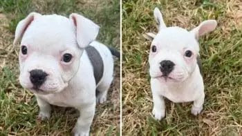 Puiul Butter Bean se comportă ca un câine adult