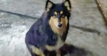 Câinele vagabond Marcel, acum pe un afiș al orașului