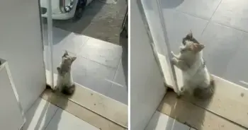 O pisică rătăcită a cerut adăpost în plină caniculă saudită!