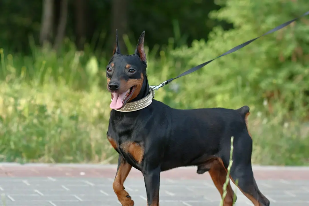 Pui de Doberman trezește cu o ceașcă de pup: bucurie instantanee