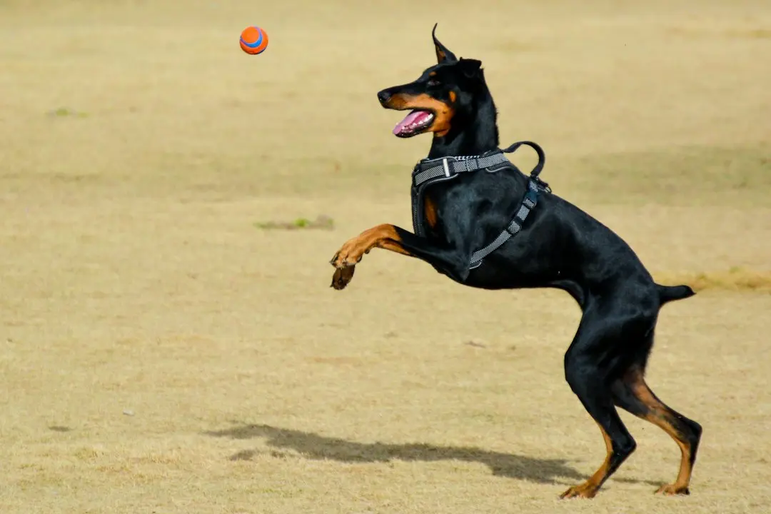 Dobermanul Royce și protestele dramatice la joacă