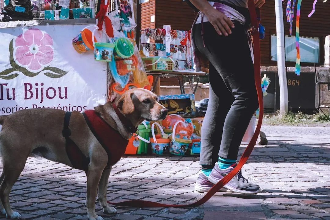 Cum să înveți câinele tău fără să-l hrănești la nesfârșit