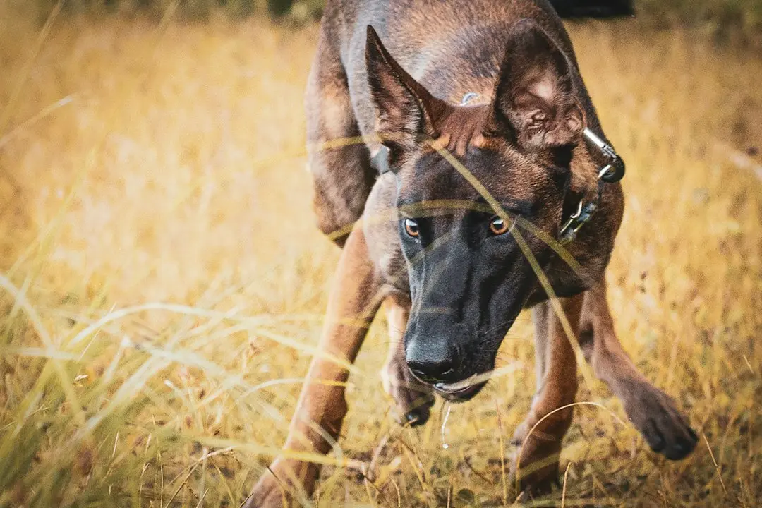 Hershel, Malinois-ul care a uitat de curaj în sala de așteptare a veterinarului