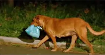 Femeia care a urmărit câinele vagabond până acasă