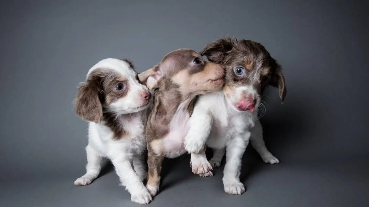 Cinci dachshunde, cinci roluri: un pack care te face să râzi