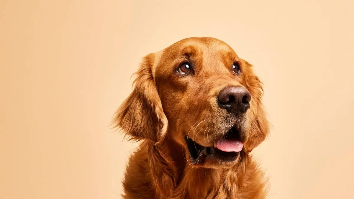 Golden Retrieverul care nu se desprinde: povestea câinelui „Velcro