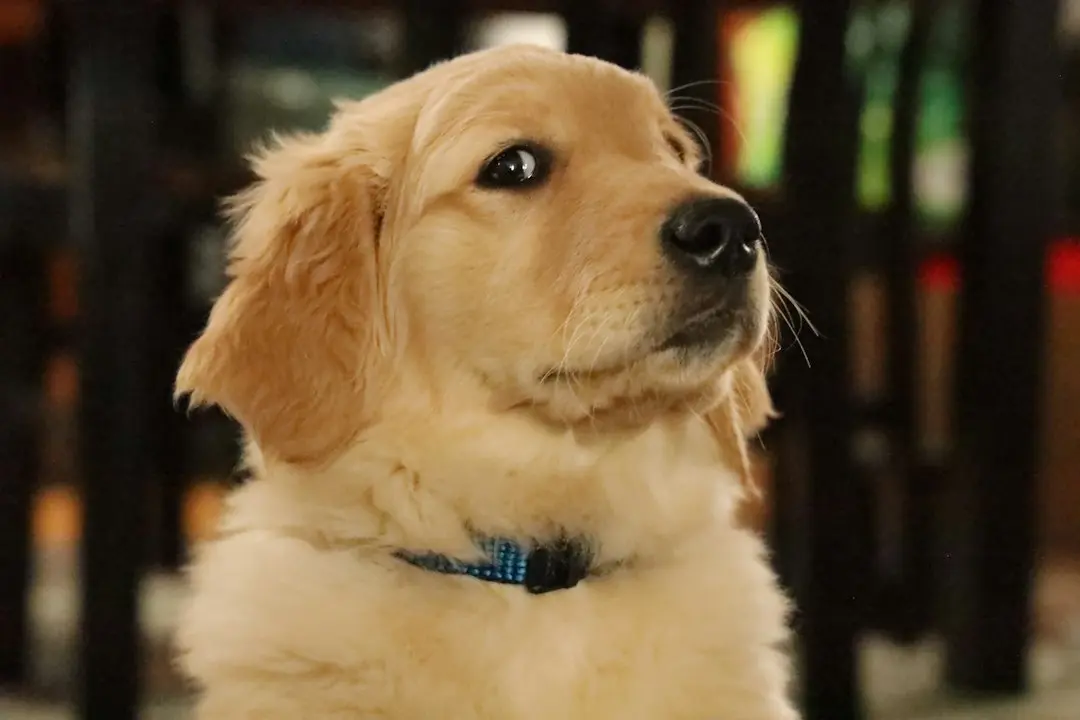 Sandie, Golden Retriever, a depășit spațiul sub canapea familiei