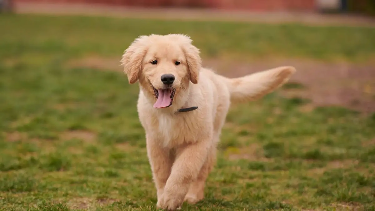 Pui de Golden Retriever devine Dumbo în Halloween