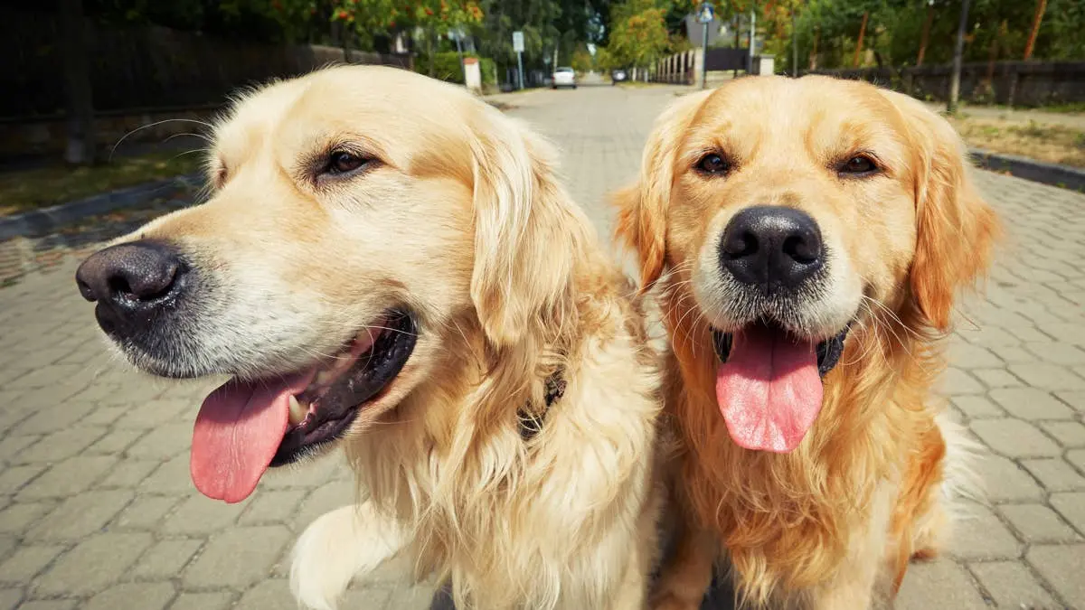 Un Golden Retriever a refuzat să meargă singur pe 22 octombrie