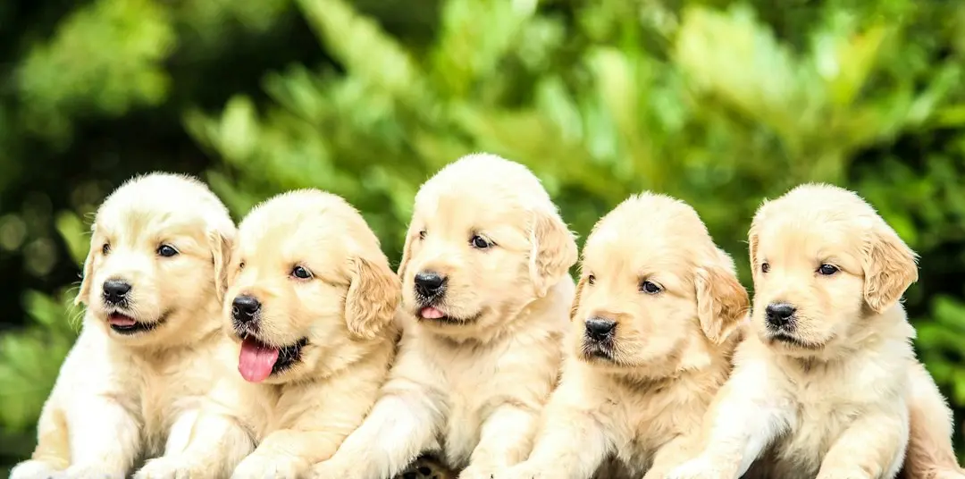Doi Golden Retrievers au făcut furori pe internet îmbrăcați în găini