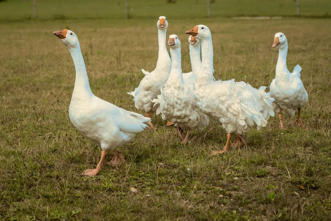 Lupta lui Goose pentru pastila lunară: brânza câștigă, pastila rămâne nedescoperită