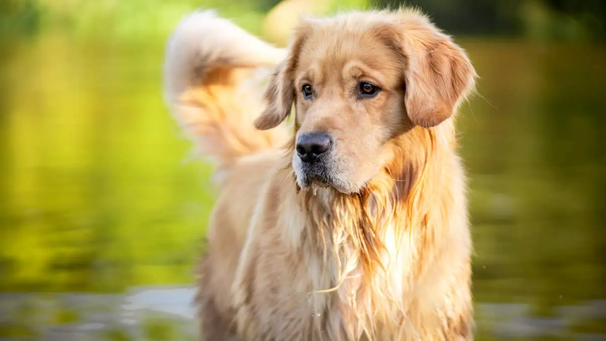 Golden Retriever-ul care dansează pentru gustări devine viral