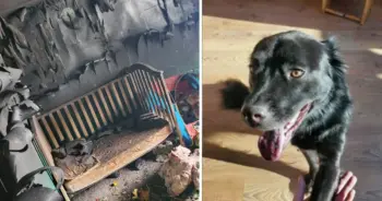 Câinele Gracie a salvat o familie de șase persoane dintr-un incendiu