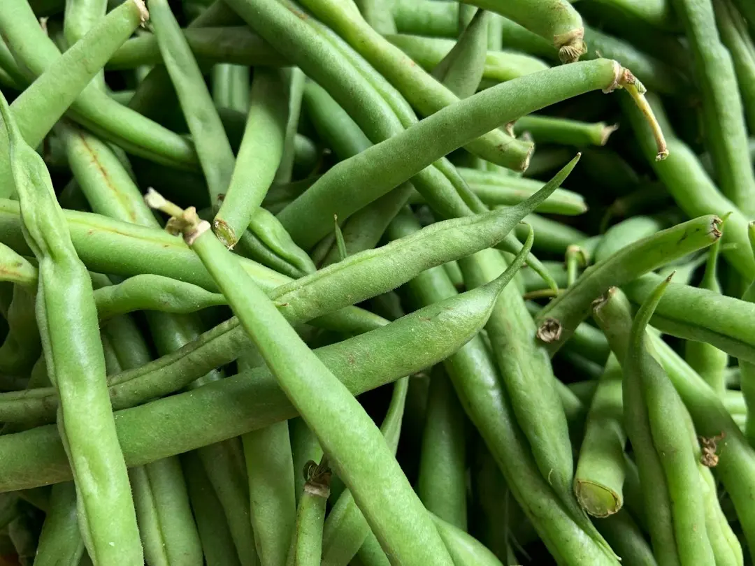 Green Bean Casserole, puiul returnat la adăpost după 3 luni