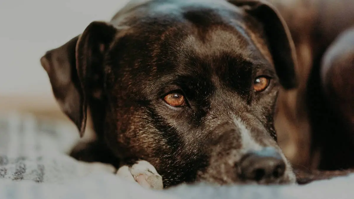 Ritualul emoționant care vindecă rănile câinilor abandonați