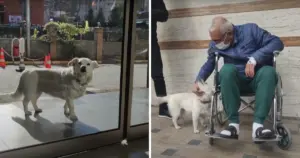 Câinele care a așteptat stăpânul la spital timp de șase zile