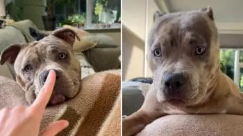 Luna, o American Bully, face o ieșire dramatică după o singură atingere pe nas