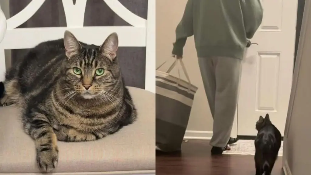 Milo, pisica care a hotărât că stăpâna lui gravidă trebuie să se așeze