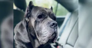 Zeus, câinele pierdut, a fost găsit mulțumită vecinilor