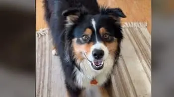 Murphy, ciobanul australian, a păcălit stăpâna pentru a ajunge la gustările din bucătărie