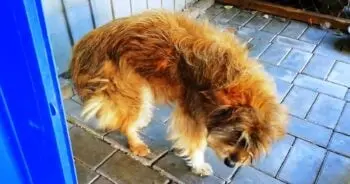 Câinele de stradă care a plâns la prima baie: o transformare emoționantă