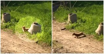 Pui părăsit pe marginea drumului, salvat la timp