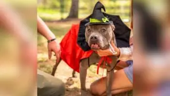 Câinele de salvare Sherry așteaptă casă nouă în costum de Halloween