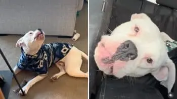 De la tăcere la cântec: cum o casă sigură a schimbat totul pentru Bulldog-ul Petey
