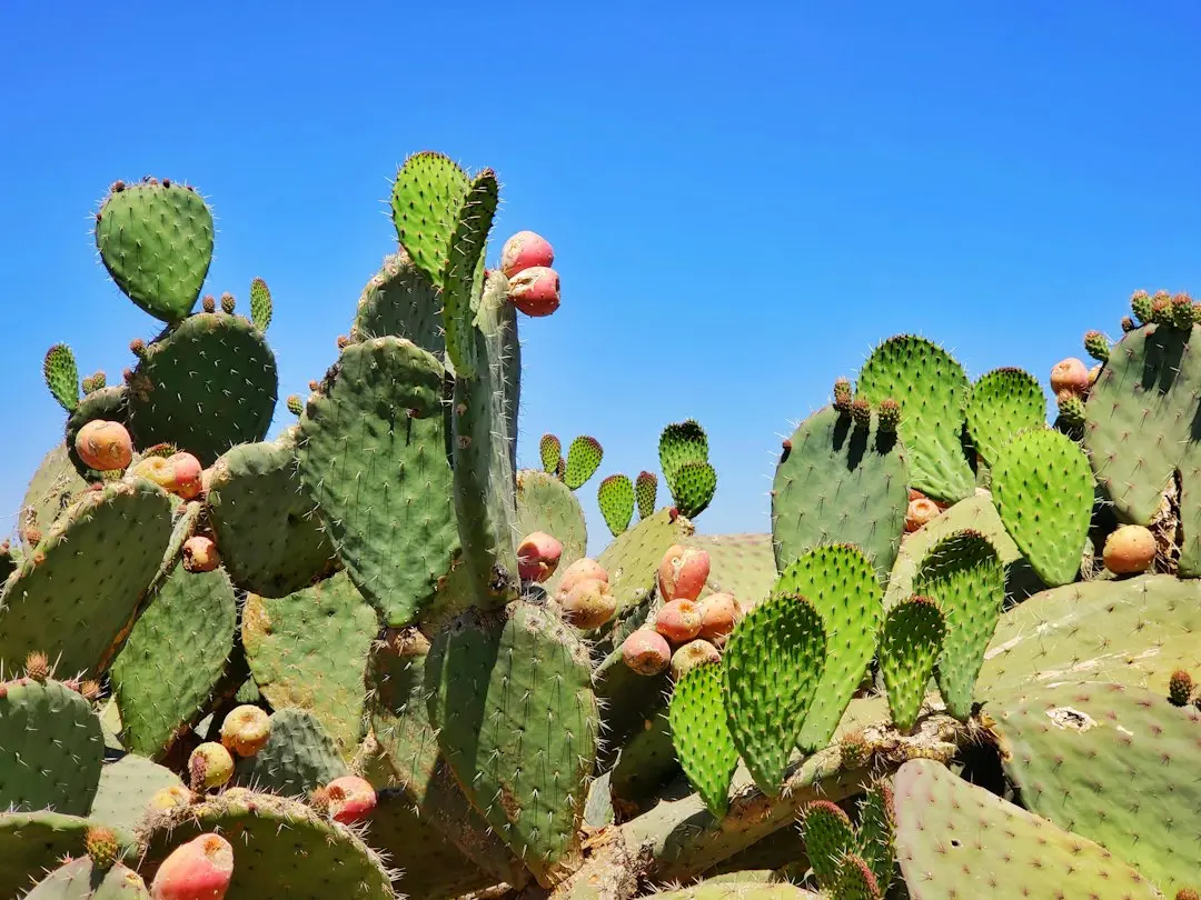 Cactus și Cowboy: legătura de frați în câteva săptămâni