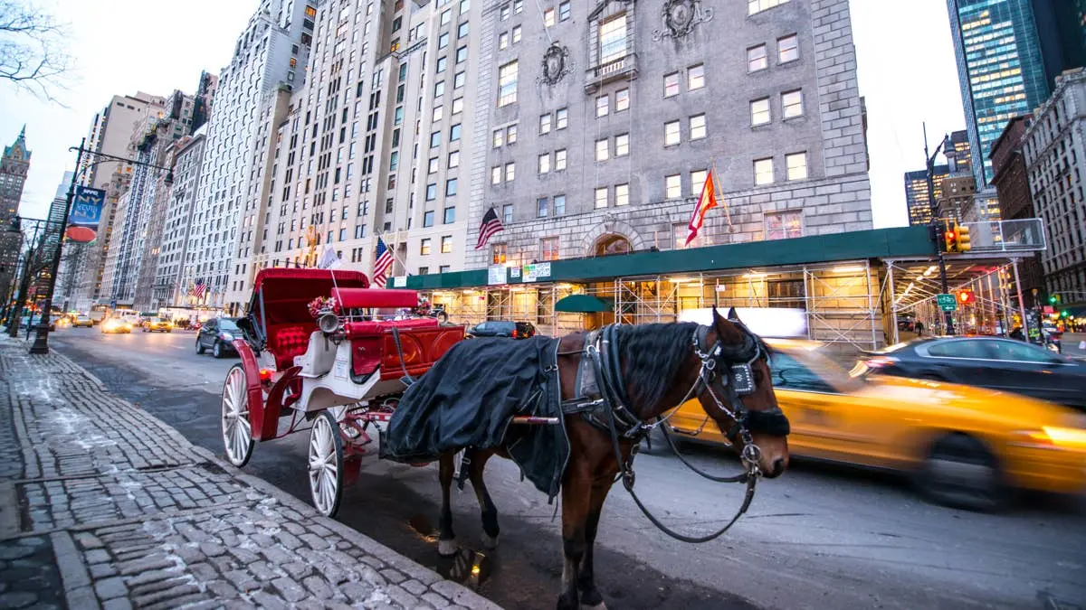 Calul de carosel din NYC, salvat și vindecat la refugiu
