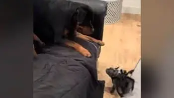 Rottweiler fugi de French Bulldog în costum de păianjen