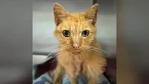Pisica senior Alani a fost salvată dintr-o cutie de carton