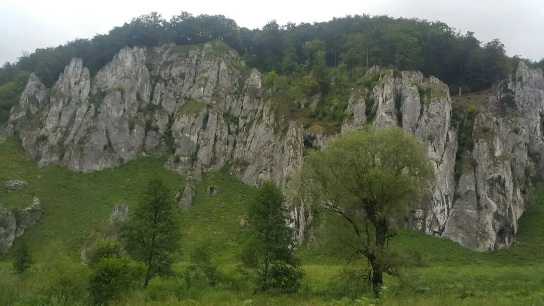 Câinele care și-a găsit familie după 427 de zile de așteptare