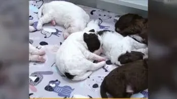 Șase cățeluțe Lagotto Romagnolo cuceresc publicul finlandez