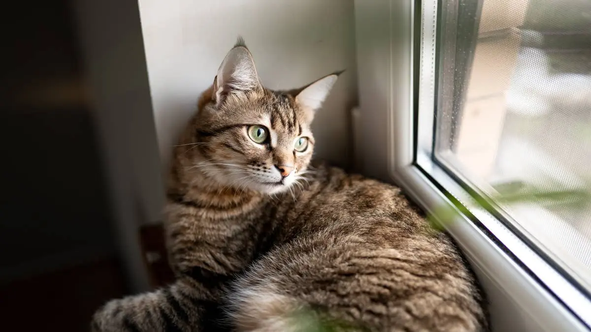 Pisica tabby care deschide draperiile dimineața: un ritual neașteptat