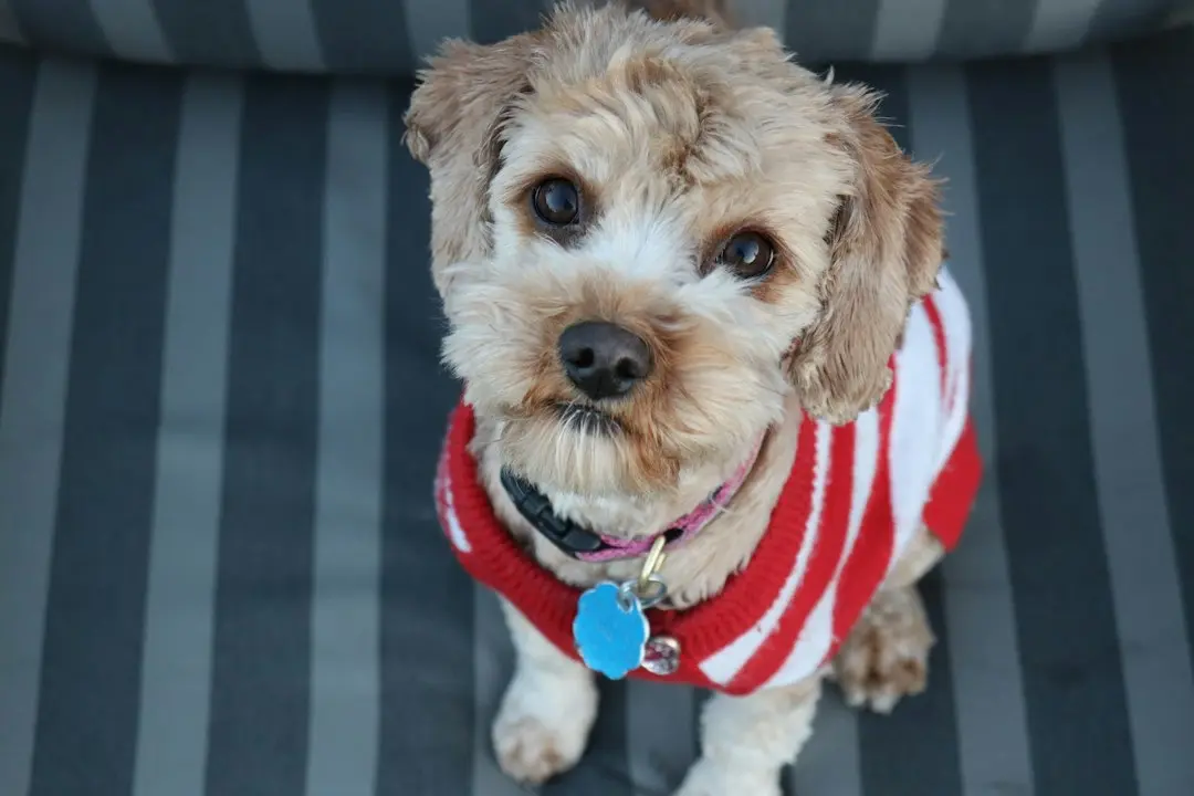 Cum a devenit un cățeluș Cavapoo vedetă pe internet ca bucată de pui prăjit!