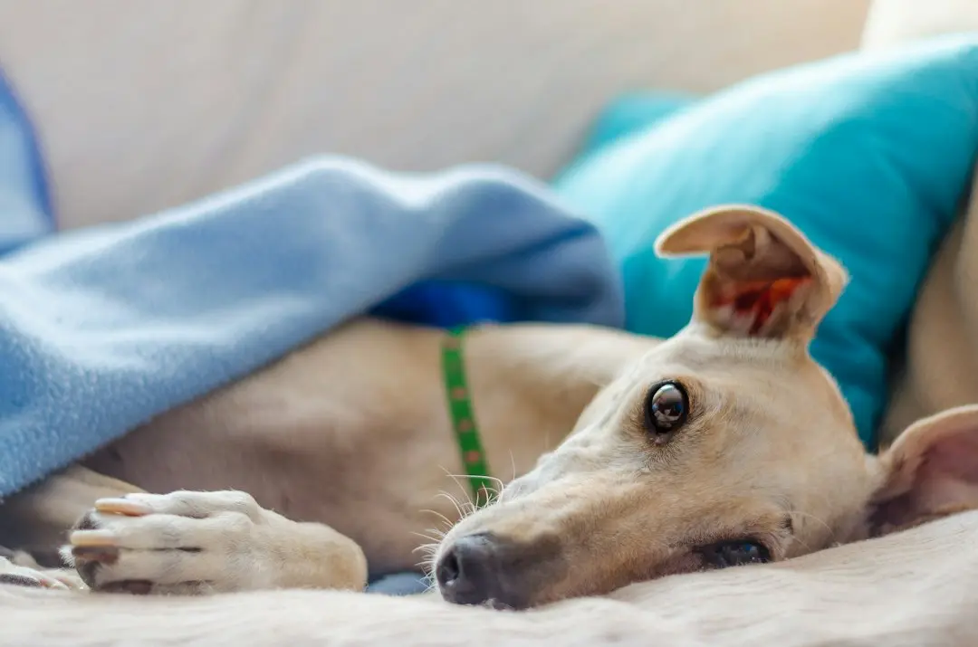 Cleo, whippet-ul care își schimbă urechile la plimbare