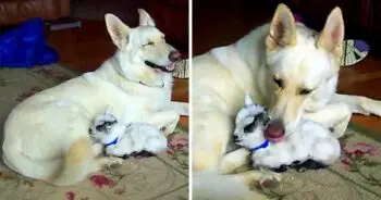 Câinele alb Shadow adoptă un miel de capră pitică și o îmbrățișează ca un cățel