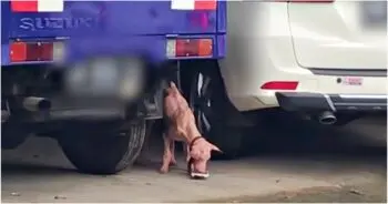 Câinele care nu putea fi adoptat: cum a câștigat încrederea unei noi familii